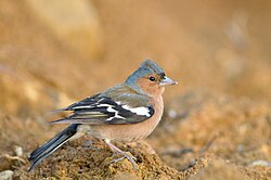 Fringilla coelebs (5577610542).jpg