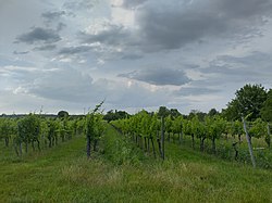 Blick zur Riede Erdln von der Zwerchbreitelngasse Richtung Norden zur Straße In den Gabrissen.